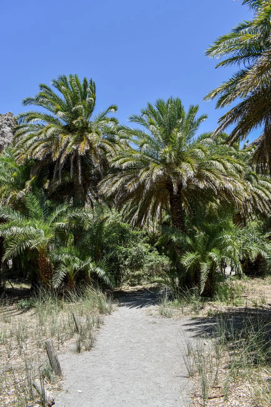 Un sentier balisé traversant la forêt de palmiers protégée de Vai, en Crète