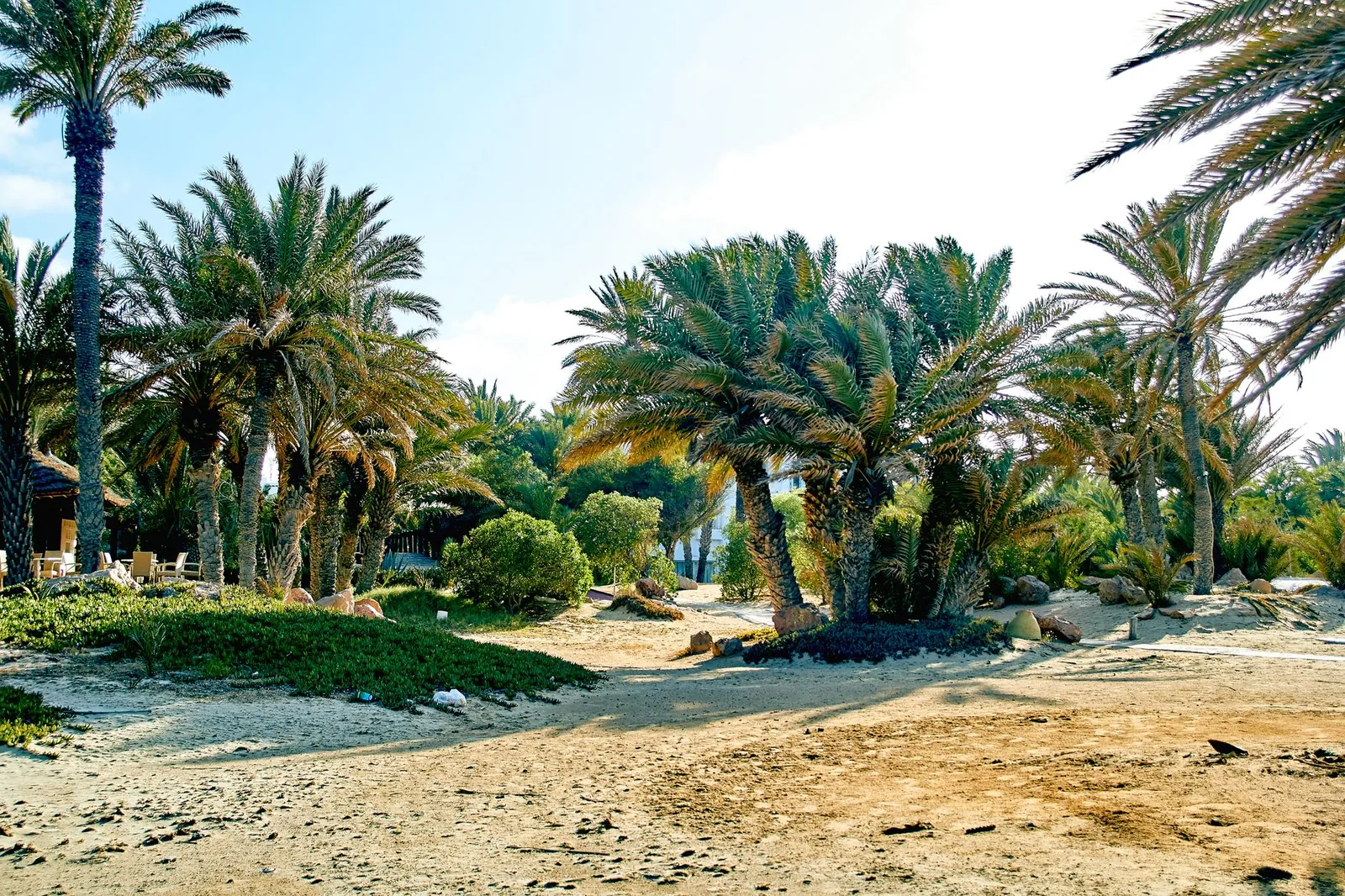 La palmeraie de la plage de Vai, à l'extrême est de la Crète